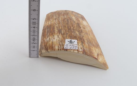 Brown-orange mammoth bark