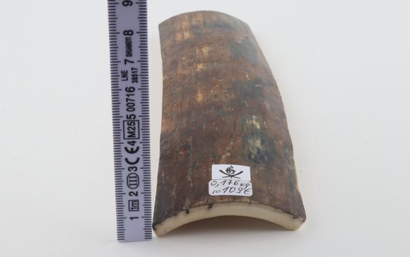 Natural woolly mammoth bark