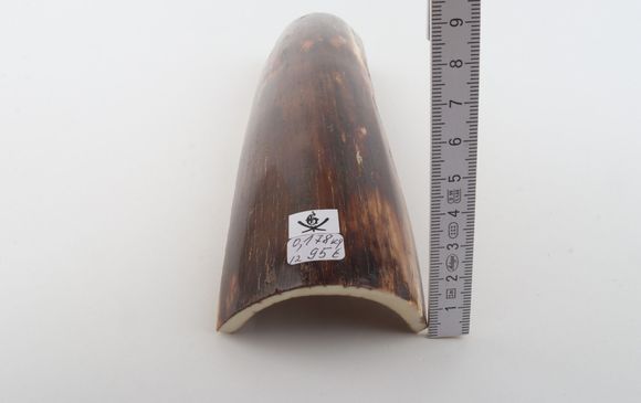 Brown mammoth bark