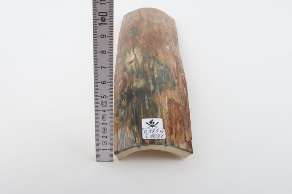 Green-caramel mammoth bark
