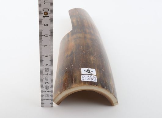 Brown mammoth bark