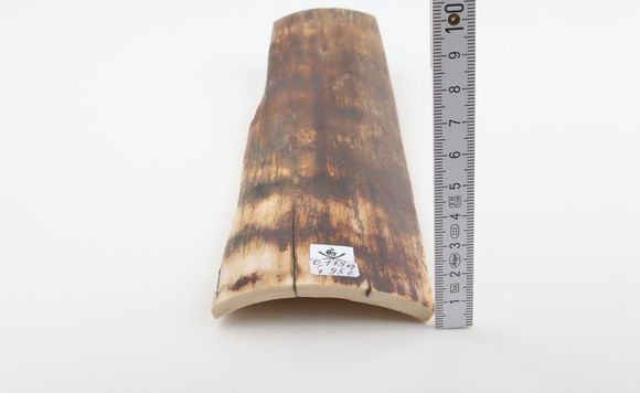 Brown mammoth bark