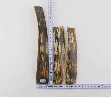 Brown-blue mammoth bark pieces