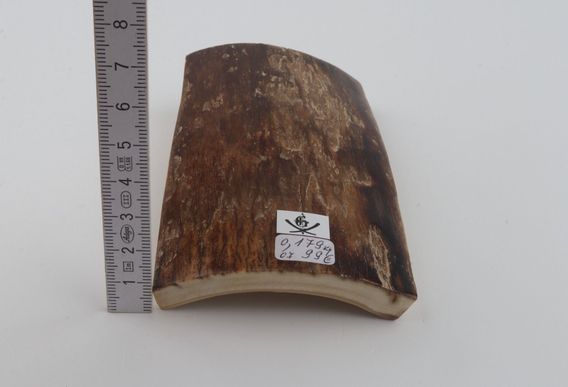 Brown mammoth bark