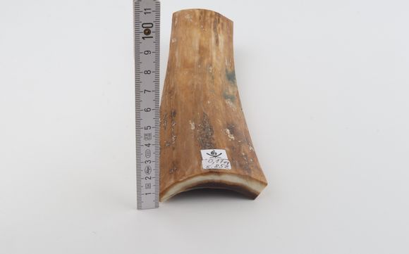 Beige mammoth bark