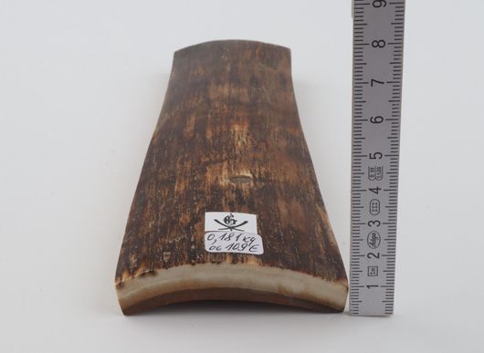 Brown mammoth bark