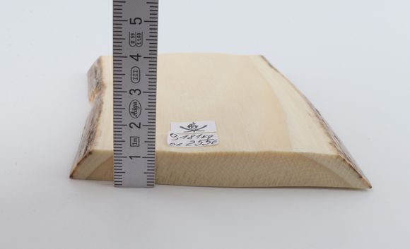 White mammoth ivory segment