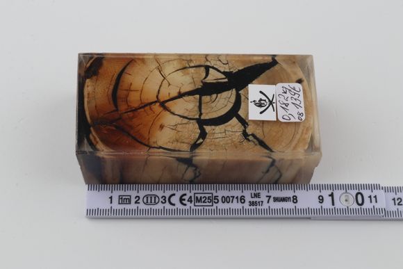 Stabilized mammoth ivory block