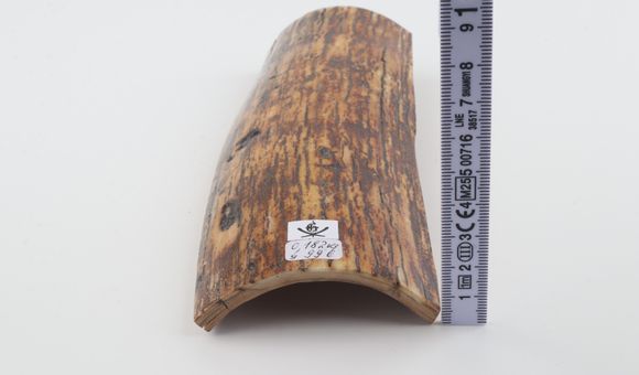 Brown-yellow mammoth bark