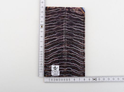 Stabilized mammoth molar scales