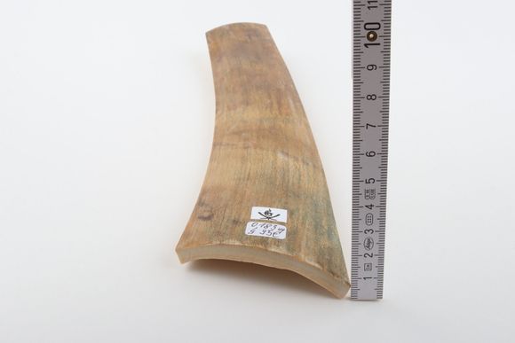 Beige mammoth bark