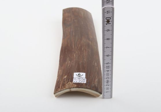 Brown mammoth bark