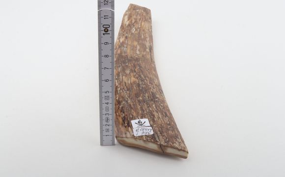Beige-brown mammoth bark