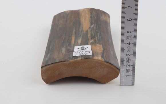 Blue-brown mammoth bark