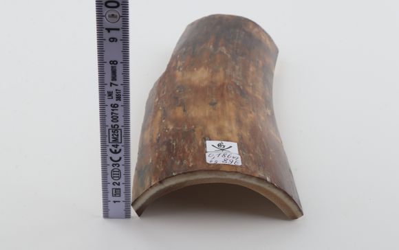 Brown-beige mammoth bark