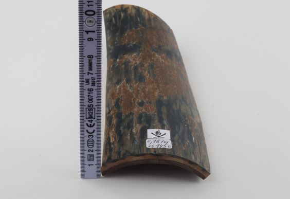 Blue-brown mammoth bark
