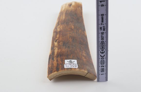 Orange-brown mammoth bark