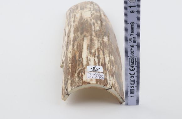 Beige-white mammoth bark