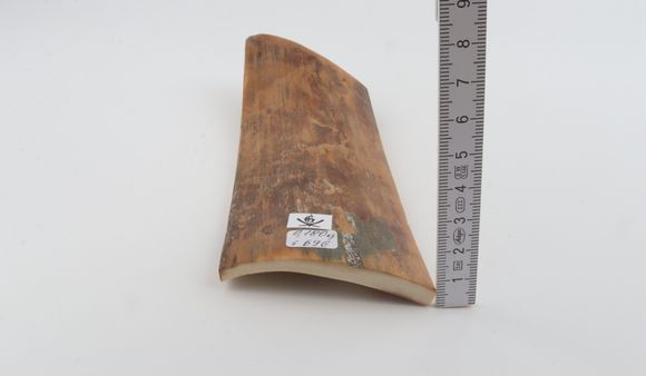 Brown-mustard mammoth bark