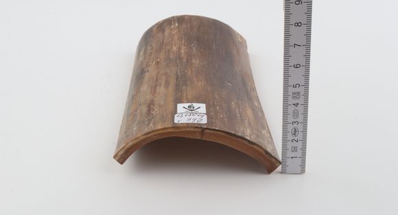 Brown mammoth bark