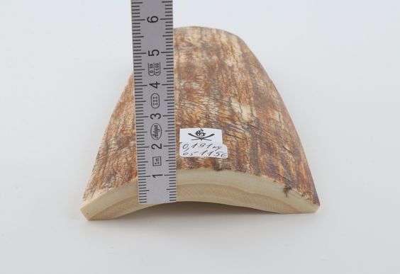 Orange mammoth bark