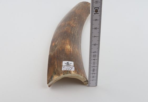 Brown-green mammoth bark