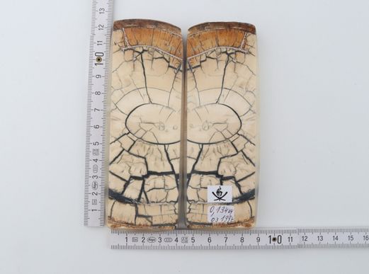 Stabilized mammoth ivory scales