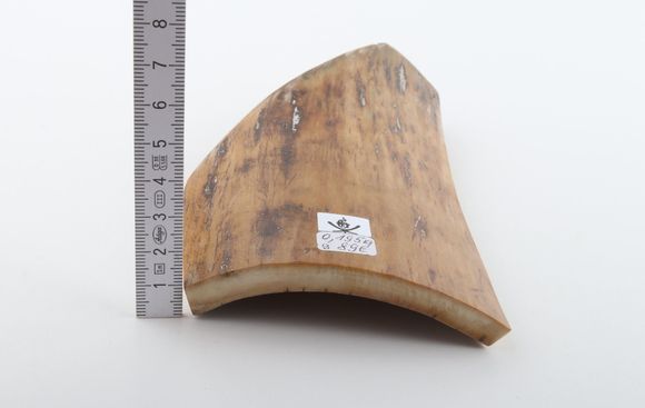 Beige mammoth bark