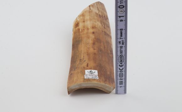 Orange-beige mammoth bark