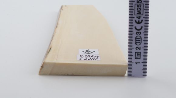 White mammoth ivory segment