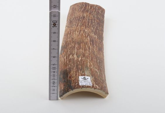 Caramel-brown mammoth bark
