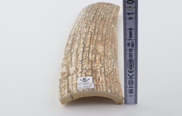Orange-white mammoth bark