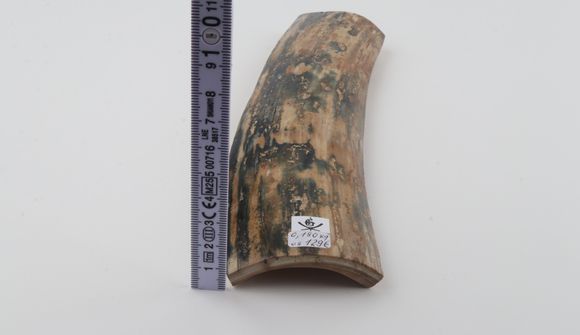 Beige-blue mammoth bark