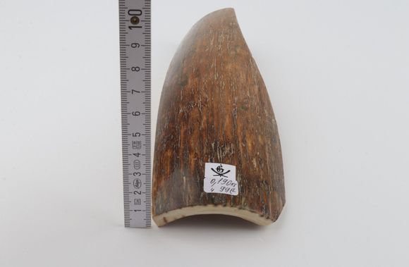 Brown-caramel mammoth bark