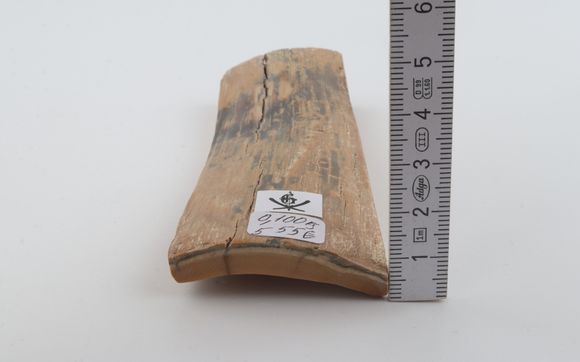 Beige-grey mammoth bark