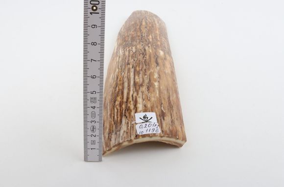 Beige mammoth bark