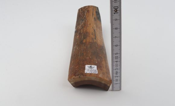 Brown mammoth bark