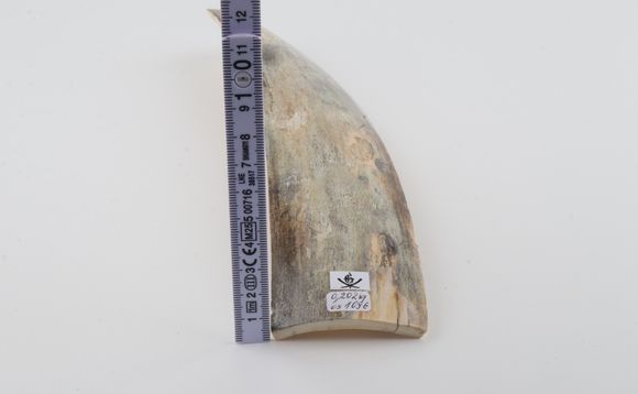 Grey mammoth bark