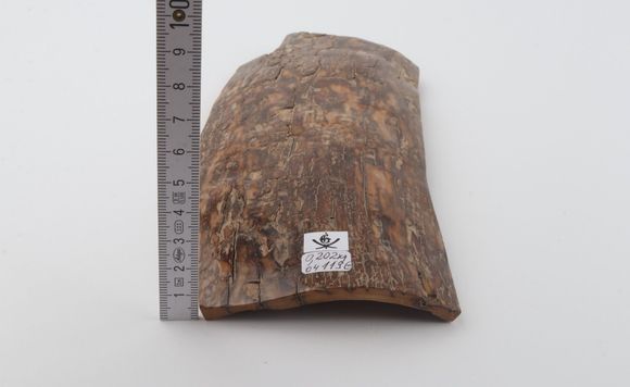 Brown mammoth bark