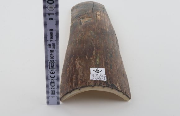 Brown mammoth bark