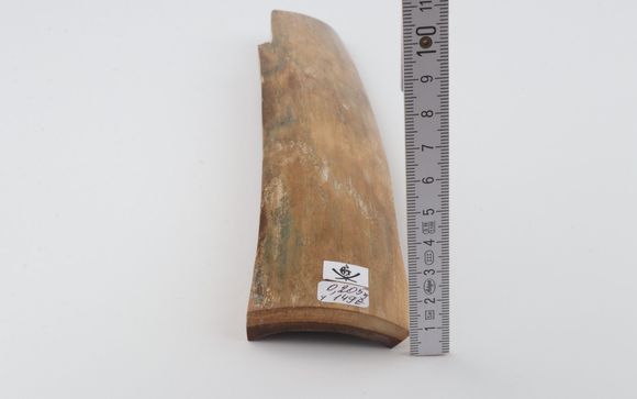 Beige-green mammoth bark