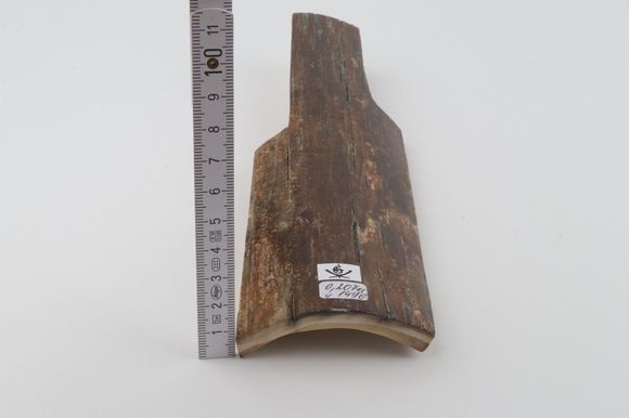 Brown mammoth bark