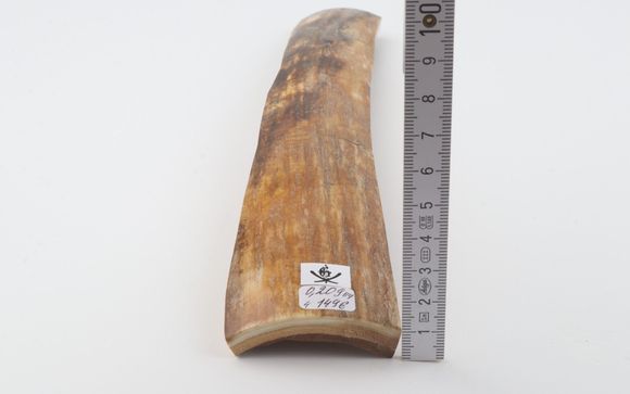 Natural woolly mammoth bark