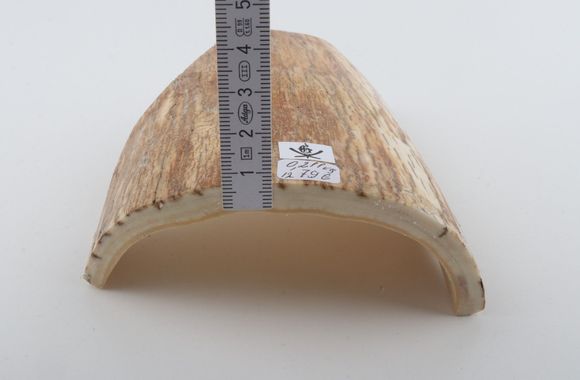 White-orange mammoth bark