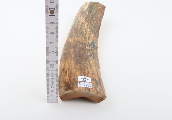 Natural woolly mammoth bark