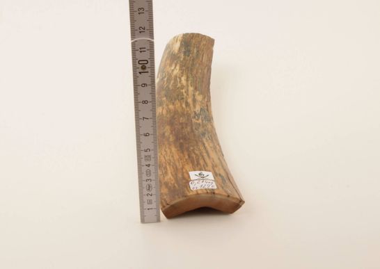 Brown-orange mammoth bark