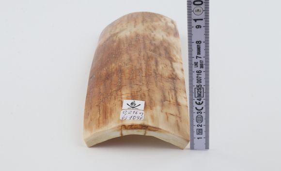Creme-orange mammoth bark