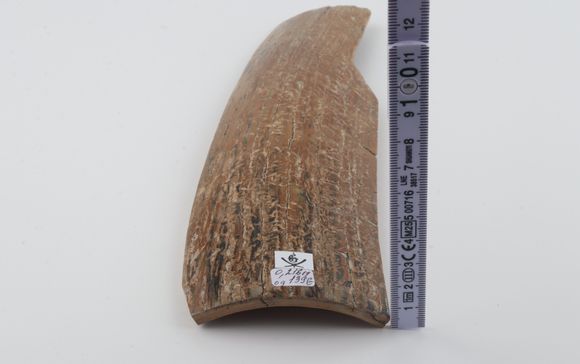 Beige mammoth bark
