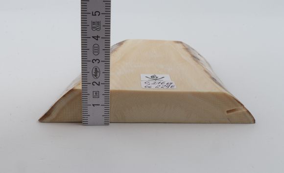 White mammoth ivory segment