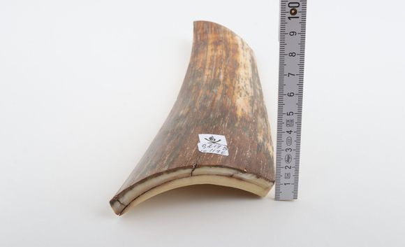 Brown-orange mammoth bark